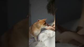 So in love with Shiba Inu snuggling on the bed! 太喜歡柴犬在床上依偎的樣子