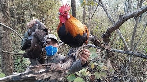 ต่อไก่ป่า Dib qaib qus tuaj zoo heev 23-01-2023