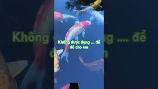 Anh Ben không được đụng cá, để em #NhaBenBon #soca #he2026