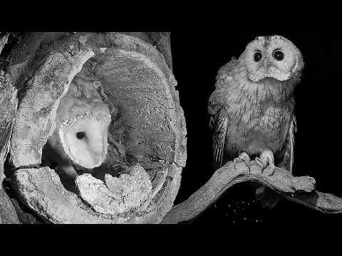 Curious Tawny Owl Fledgling Is Not Welcome | Gylfie | Robert E Fuller