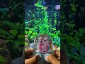 Unicorn Water Gamebot #gaming #squidgame #satisfyingvideo #satisfying #toys