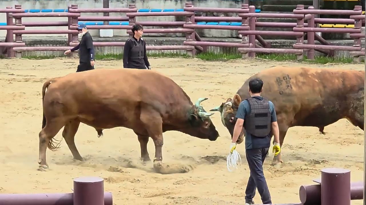 창녕 민속 3R 광복 vs 깡범