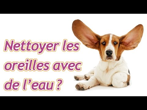 Vidéo: Pouvez-vous utiliser une solution d'acide borique et d'eau pour nettoyer les oreilles d'un chien?