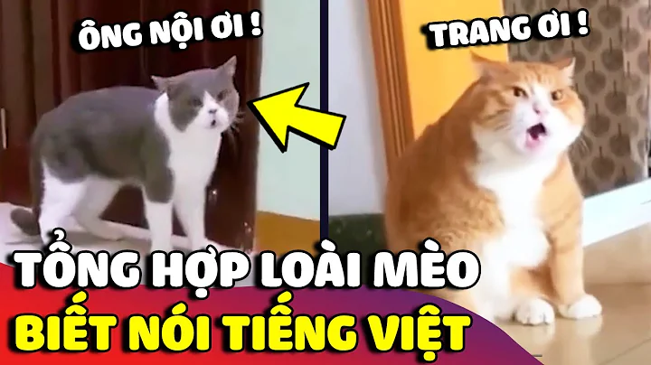 Tổng hợp 'MÈO NÓI TIẾNG VIỆT' khiến ai xem được đều 'SỞN DA GÀ' vì quá giống 😅 | Gâu Đần