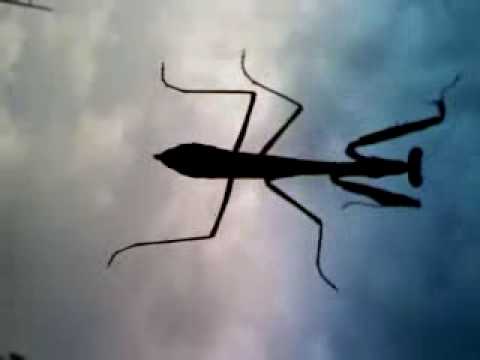Dancing Bug
