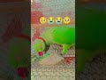 #parrot #bhojpuri #bhojpurisong #reel #love #song #aaryankelvin #viral #sad #shortsupport