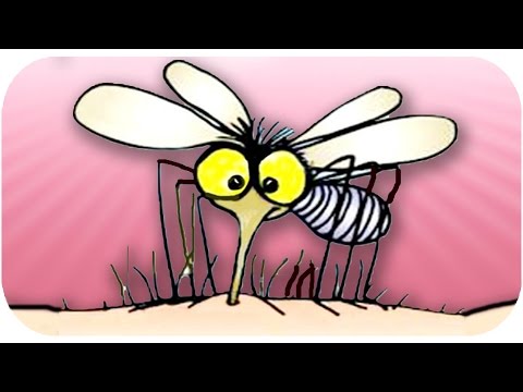 Video: Sivrisinek ısırıklarından Sonra Kaşıntı: Nasıl Baş Edilir?