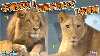 《円山動物園ライオン》速報：同居はいつ？一歩前進！パーチェ手術。術後の回復は順調。イト＆パーチェ＆ハイエナのカミvol.768/Surgery to prepare 4 living w/ lions