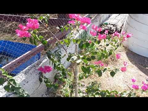 وردة الجهنمية الحمراء الجميلة