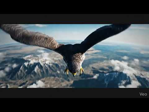 Falcon s High Speed Hunt Video