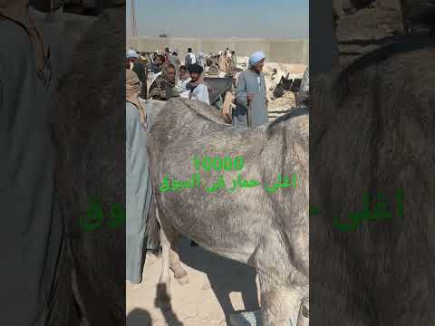 اغلى حمار فى سوق الخميس