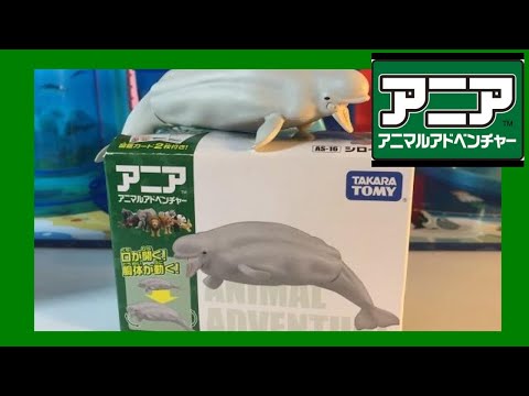 アニアAS-16シロイルカ Takara Tomy Ania Animals series Beluga