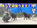 甲斐犬達が大変です！