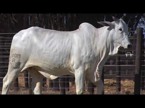 LOTE 45 | 41º MEGA LEILÃO ANUAL CARPA - FÊMEAS