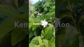 Kembang Telon Adalah Tiga Macam Kembang Yang Sering Digunakan Untuk Acara Adat
