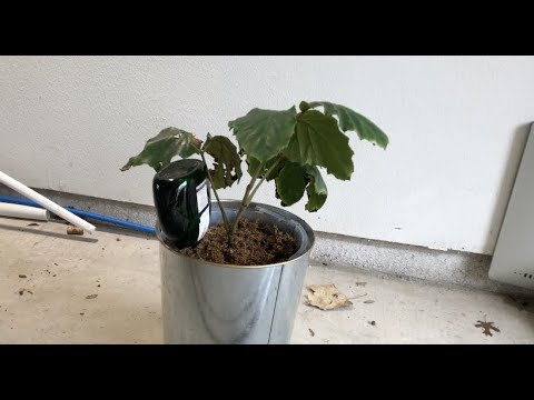 Video: Kaštoninių vynmedžių kambarinis augalas – kaip auginti Tetrastigma kaštonų vynmedžius