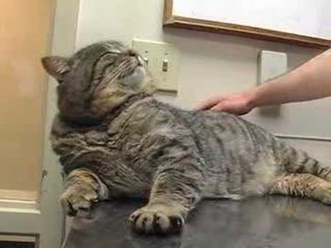 fat feral cat