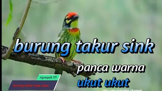 BURUNG TAKUR UKUT UKUT LIAR DI DESA NGRAPAH BANYUBIRU #animals #trending #viral