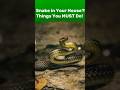 Snake in your house?! Don’t panic! Here are 3 simple things you should do. #survivaltips #snake