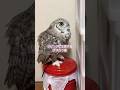 我が家のアメワシ達を紹介ライブ ハイライト5/17 #owl #フクロウ