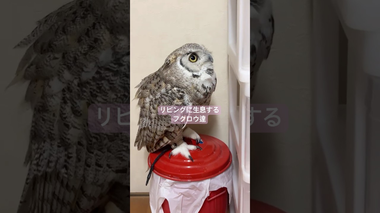 我が家のアメワシ達を紹介ライブ ハイライト5/17 #owl #フクロウ