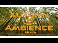 Autumn Forest Ambience 360° Relaxation - 1 Hour
