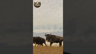 El Misterio del Depredador Más Rápido de la Sabana | Documental Animal #shorts