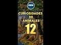 Curiosidades de animales 12 #tigre #curiosidades #cosasquenosabias #araña #telaraña #tiburon #caraco