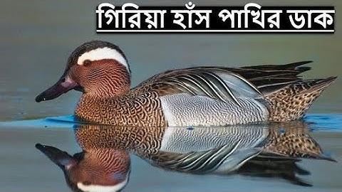 গিরিয়া হাঁস পাখির ডাক | Hans Pakhir Dak | Garganey Duck Call | Garganey Duck Sound @wildindiamit​