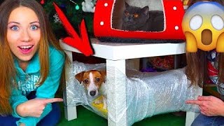 МИНИ ДОМ ИЗ ПЛЕНКИ ДЛЯ СОБАКИ и КОШКИ ПЕРВАЯ РЕАКЦИЯ | Elli Di Pets