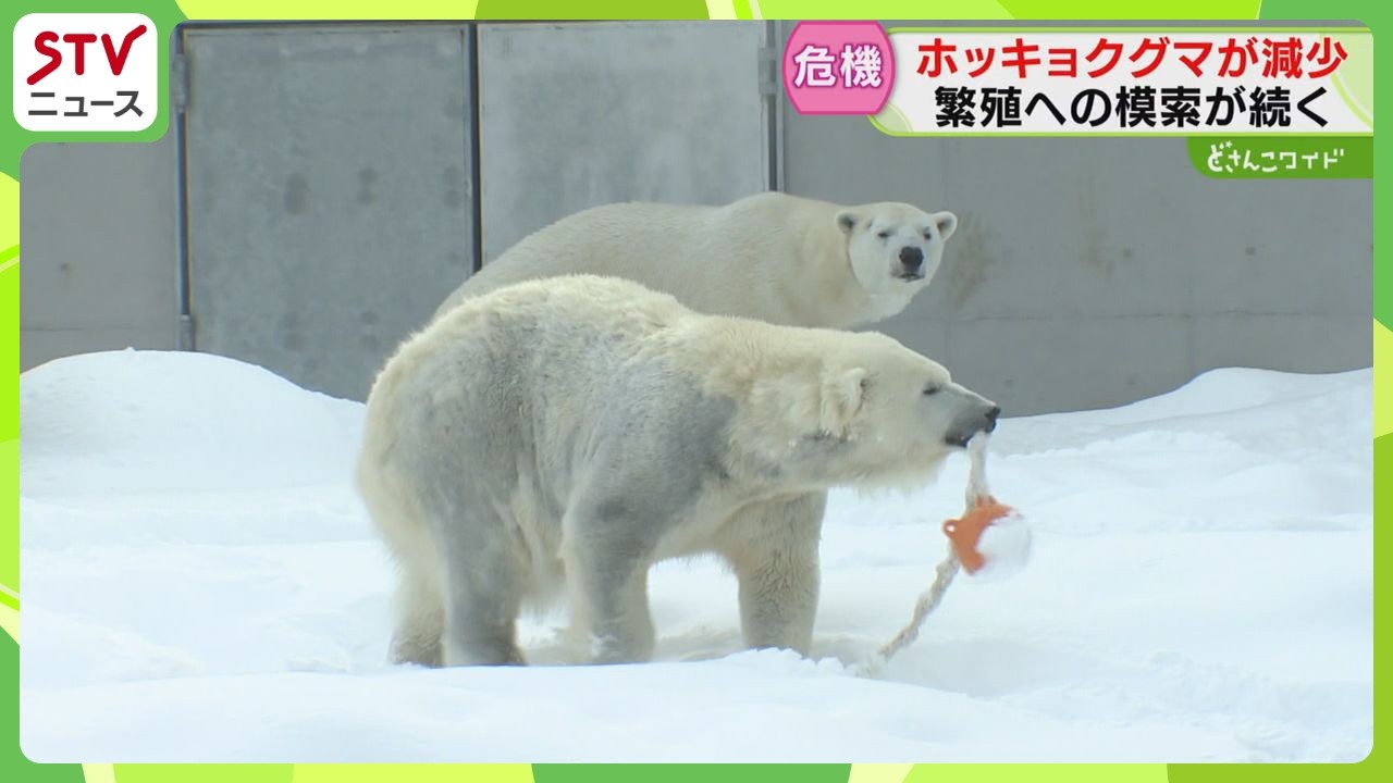 動物園の人気者に迫る危機　ホッキョクグマも“後継者不足”　繁殖試す円山動物園のいま　札幌