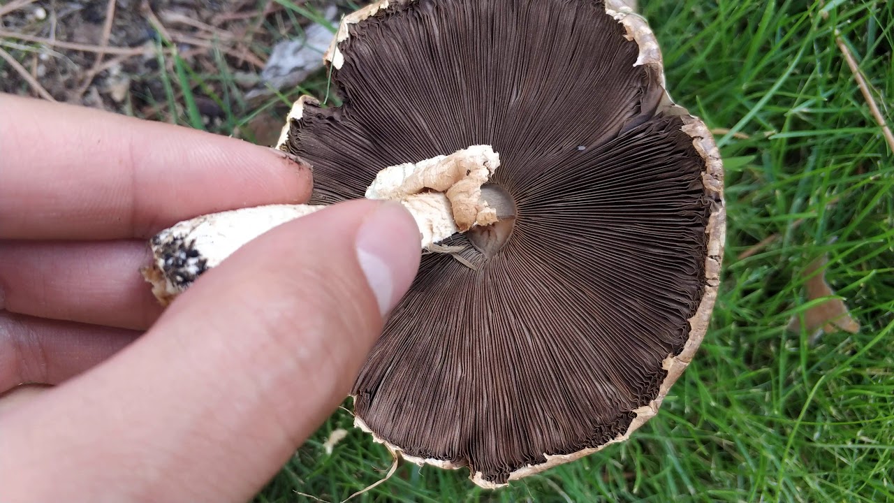 Agaricus. Características del género. Los champiñones u "hongos".