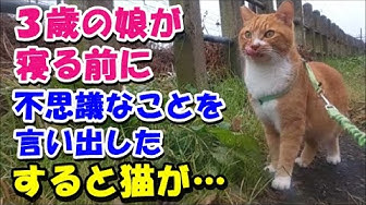 猫の不思議な話 Youtube