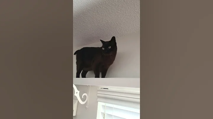 Video 8821761: funny burmese cat, cats funnycats funnycatvideos