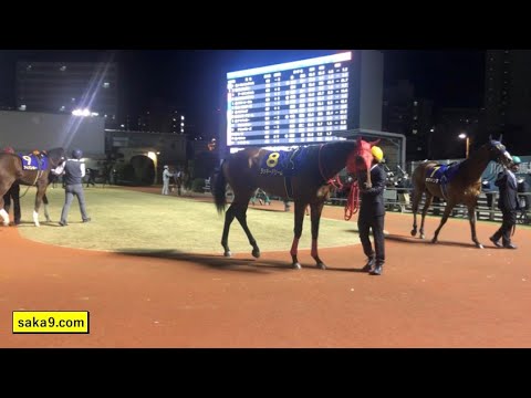 《南関》 2020 全日本2歳優駿 パドック 4周回 アランバローズ 他 川崎競馬場