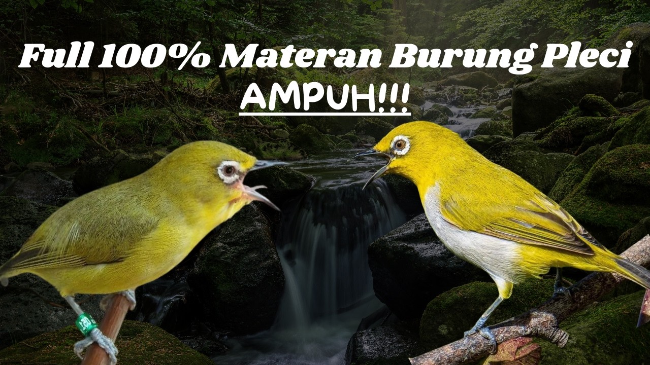 BURUNG PLECI GACOR ISIAN MEWAH & NGEROL PANJANG 2 JAM 100% AMPUH !!!