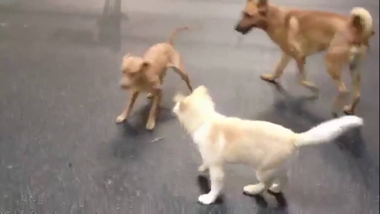 Pet Grooming Rancho Cucamonga YouTube