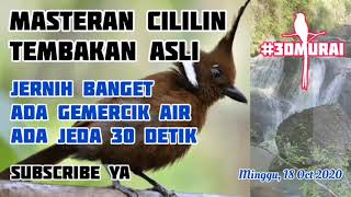 Download lagu Masteran Suara Asli Cililin & Terapi Gemercik Air Sangat Jernih, Rapat Buat  mp3