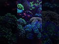 Морской аквариум #акванутый #кораллы #морскойаквариум #coralreef