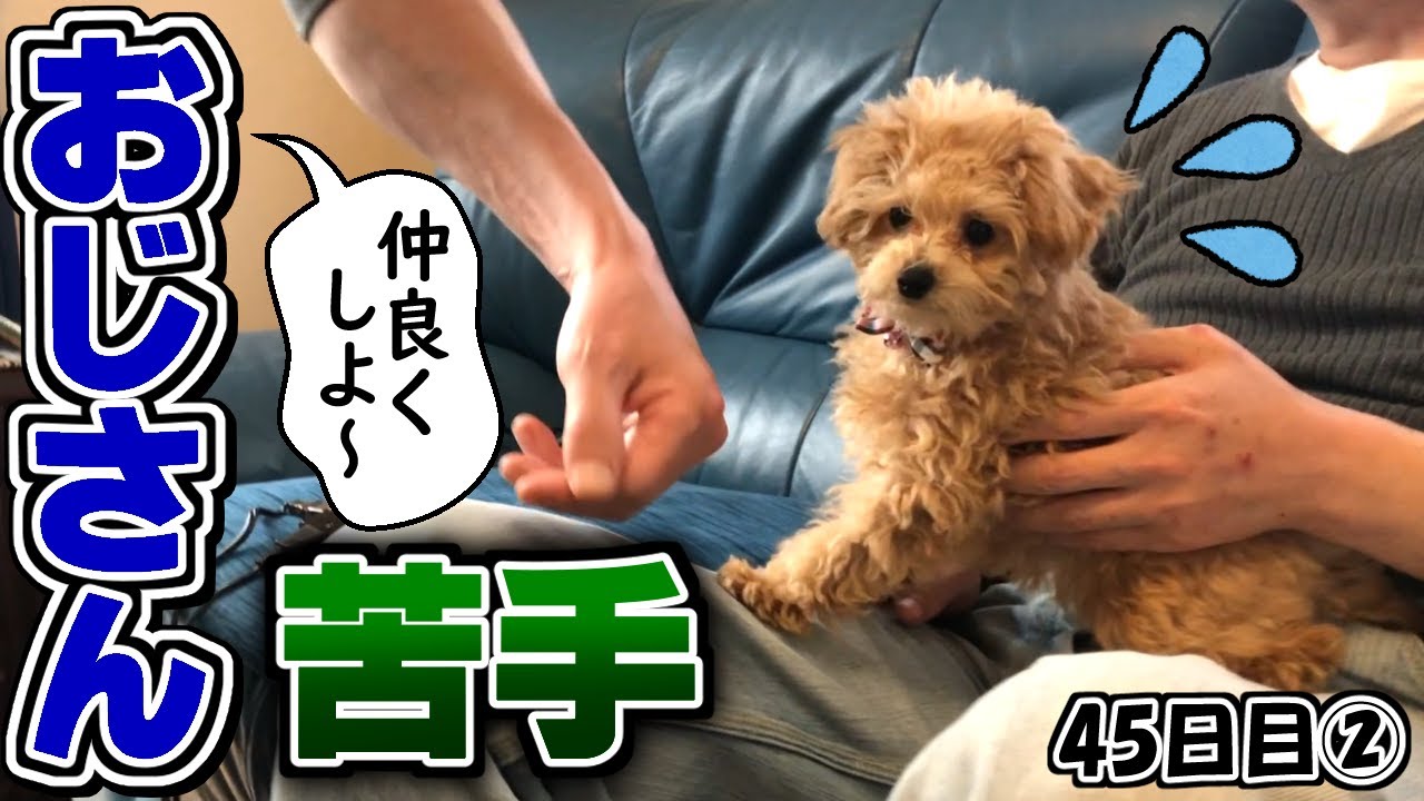 👑オジサンからは絶対に餌を受け取らない子犬トイプードル♀。45日目② Puppies dislike uncles