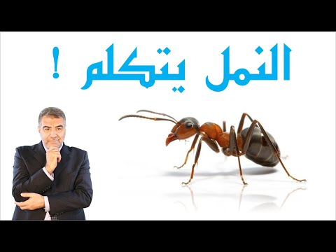 هل تكلم النمل عبد الدائم الكحيل
