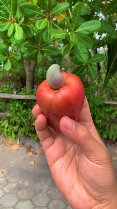 Pertama kali makan jambu mete bertabur garam #jambumete