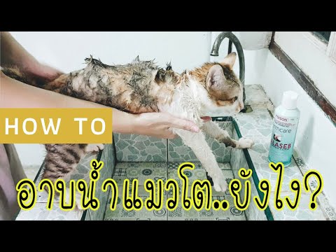 จับแมวอาบน้ำ สอนอาบน้ำแมว (โตแล้ว) Mikihome