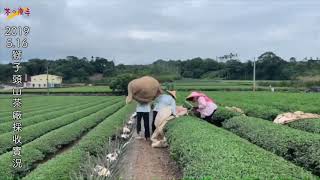 《茶の魔手》獅子頭山茶廠-1080516現採茶菁記實