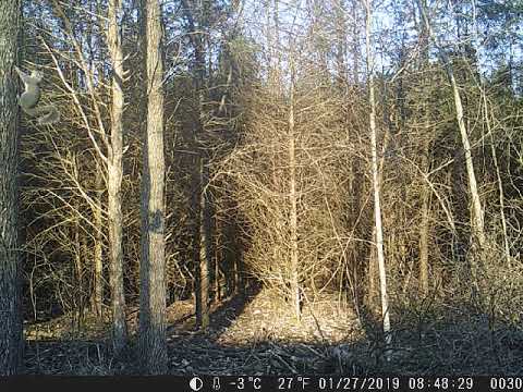 trail camera Squirrel and his shadow