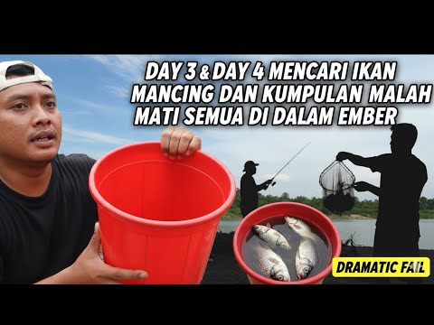 PERJALANAN CARI IKAN DAY 3 & DAY 4 SUDAH TERKUMPUL TAPI BANYAK YANG MATI GARA-GARA..... 
