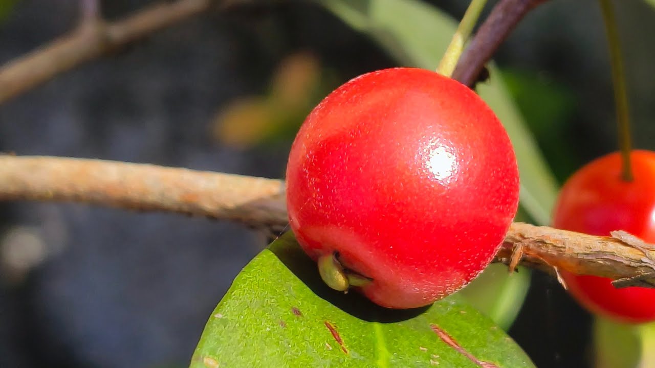 KAMIS 27/11/25 KORONKA 21.30 Permohonan doa WA 087876448899