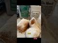 Cafe Du Monde Nola Neworleans Shorts Food Foodie Fyp 