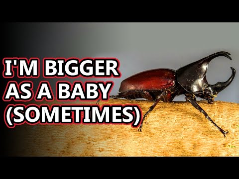 Rhinoceros Beetle facts:  | Animal Fact Files