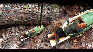 lam hlwb Create amazing bamboo trap to catch squirrel in the forest got 100%